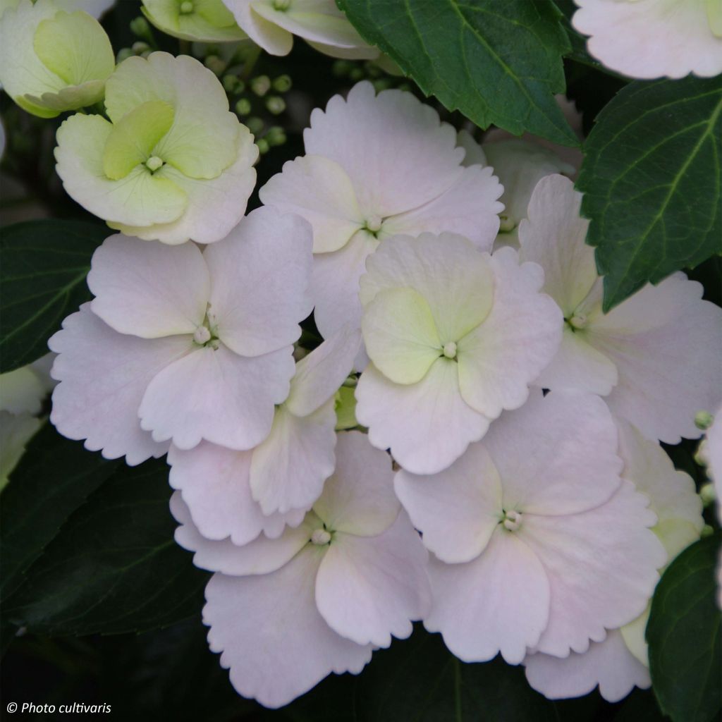 Hydrangea Runaway Bride - Girlanden-Hortensie