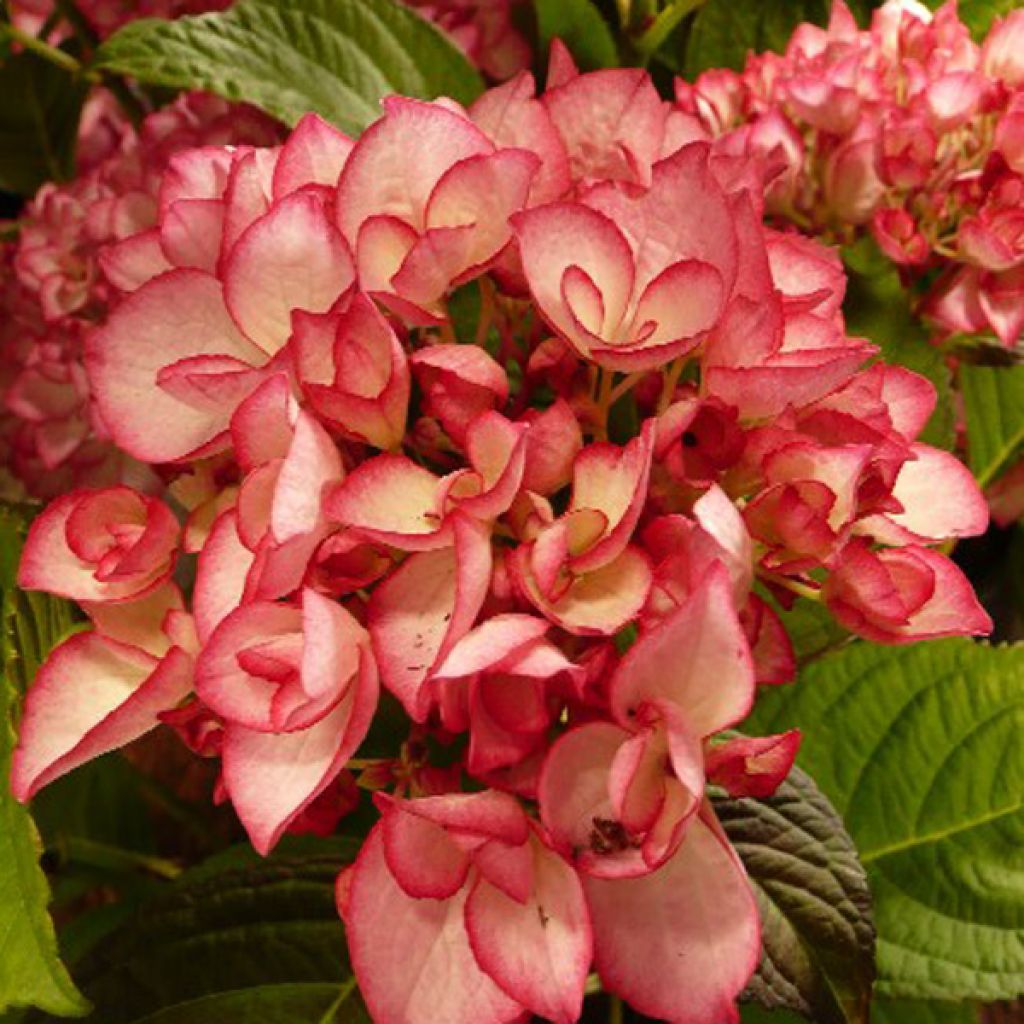 Hydrangea macrophylla Dutch Ladies Salsa - Bauernhortensie