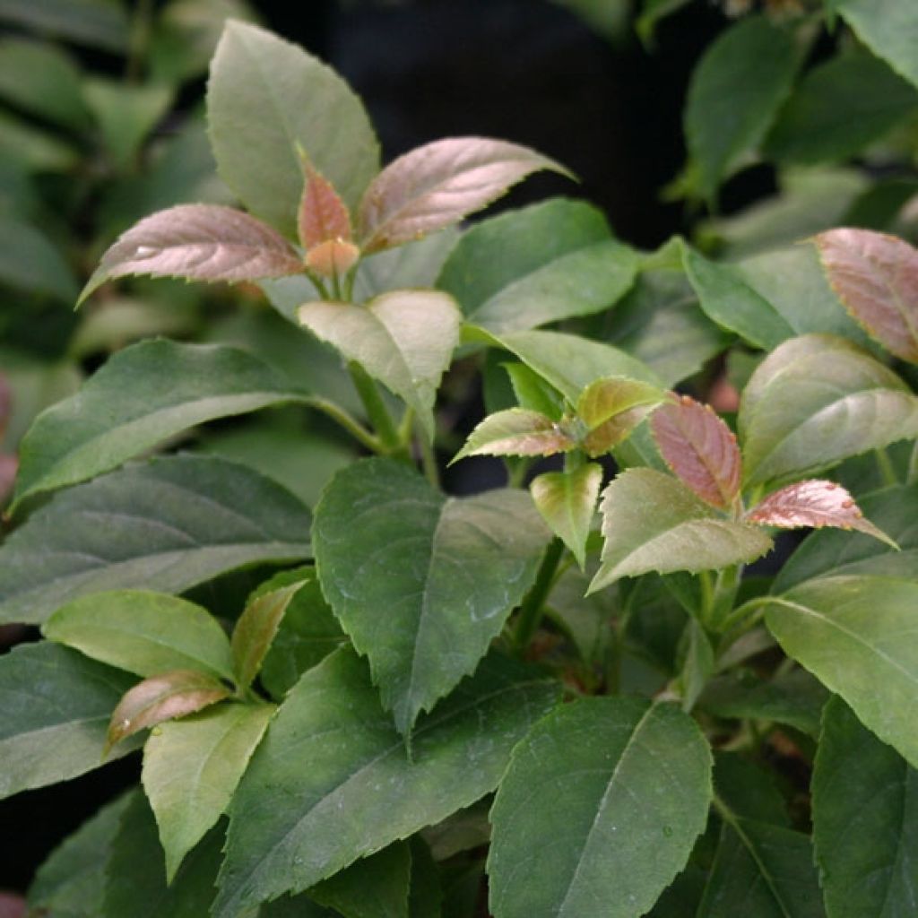 Hortensia - Hydrangea grimpant Semiola