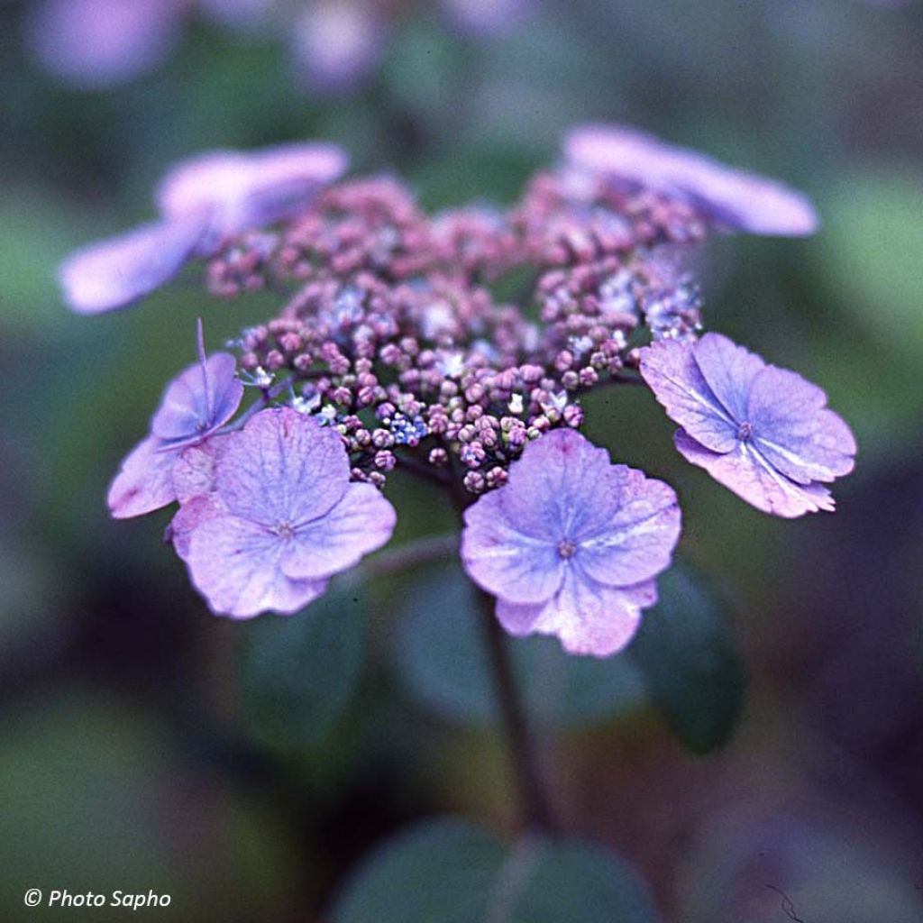 Hydrangea serrata Veerle - Tellerhortensie