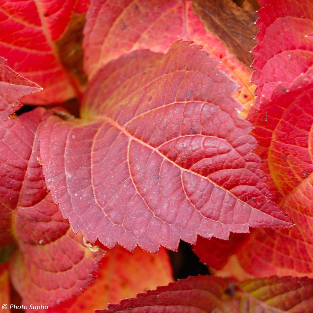 Hydrangea serrata Veerle - Tellerhortensie