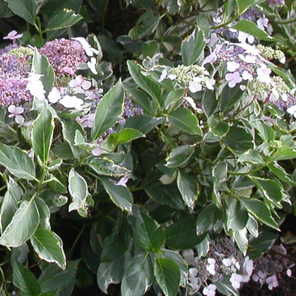 Hortensia - Hydrangea macrophylla Tricolor