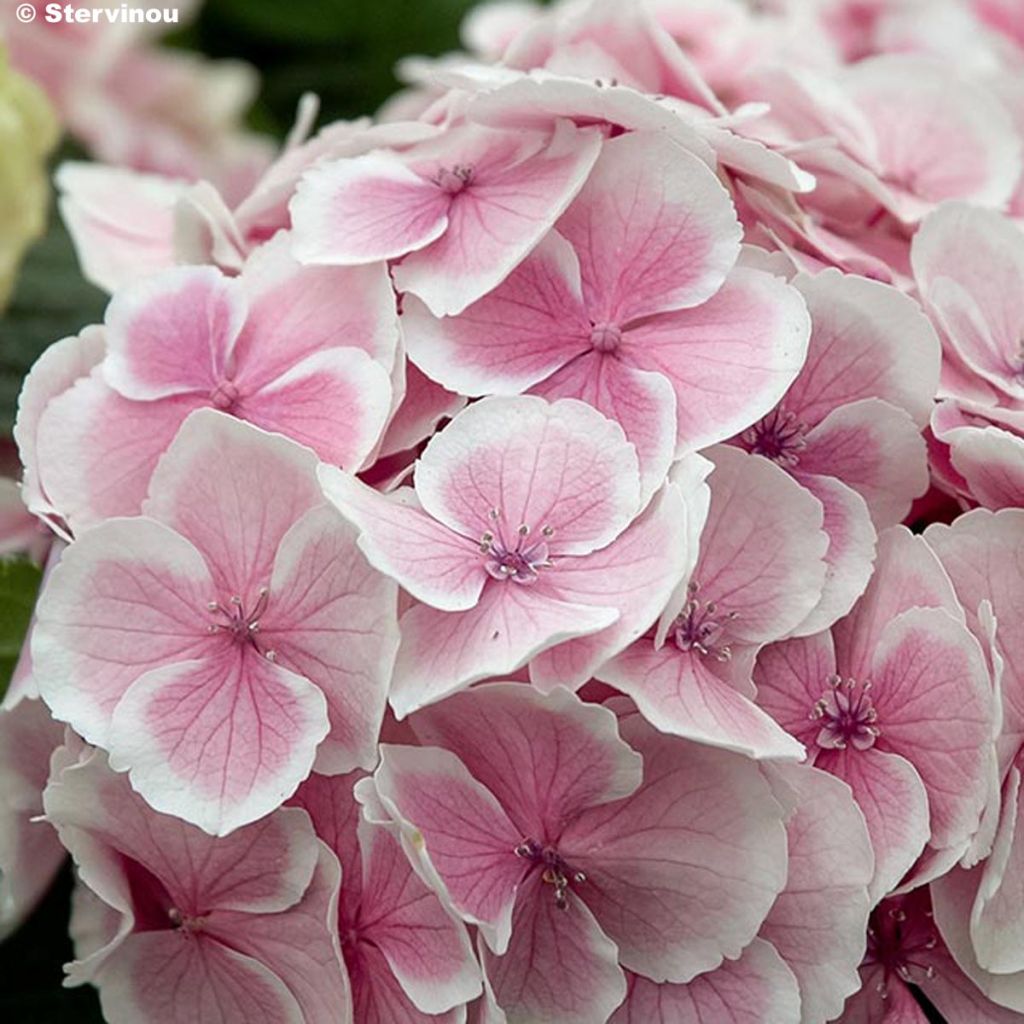 Hydrangea macrophylla Wedding Ring - Bauernhortensie