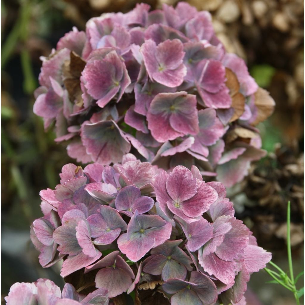 Hydrangea macrophylla Baron Pourpre - Bauernhortensie