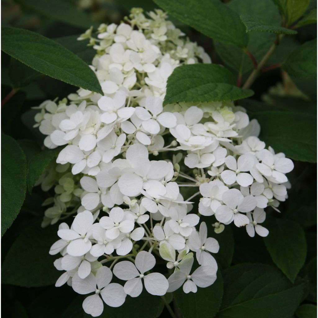 Rispenhortensie Bobo - Hydrangea paniculata