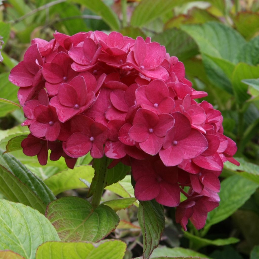 Hydrangea macrophylla Hovaria Hobergine - Bauernhortensie