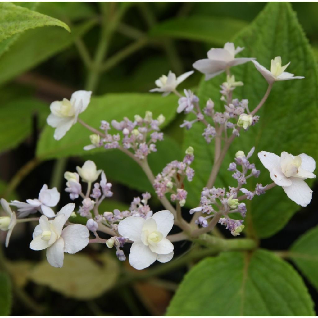 Hydrangea involucrata Yoraku Tama - Hüllblatt-Hortensie