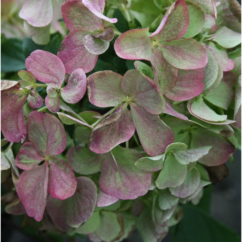 Rispenhortensie Diamant Rouge - Hydrangea paniculata