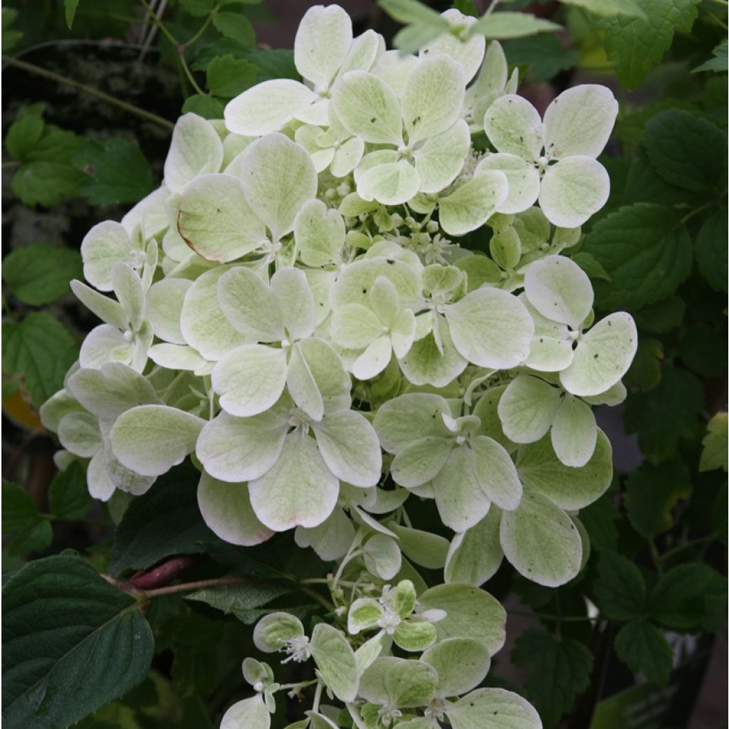 Rispenhortensie Diamant Rouge - Hydrangea paniculata