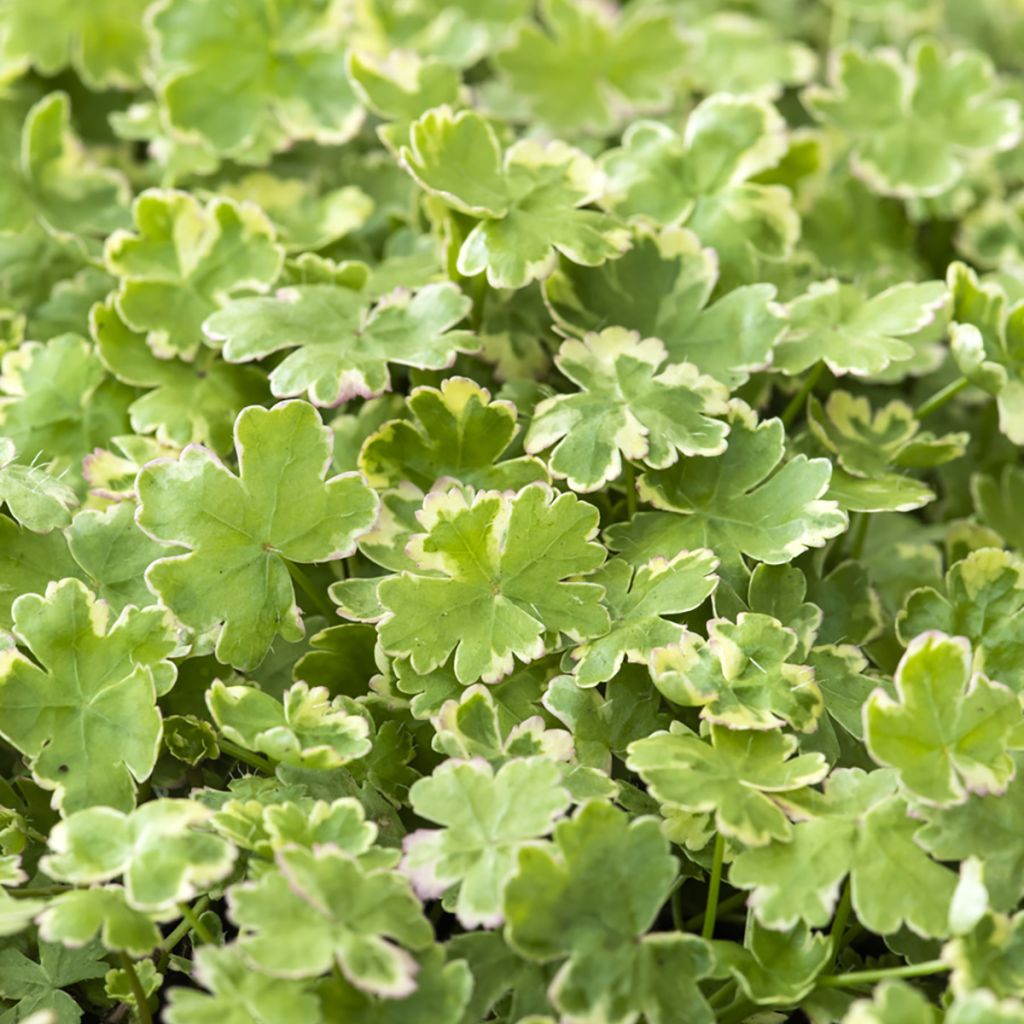 Hydrocotyle sibthorpioides - Kleinblättrige Wassernabel