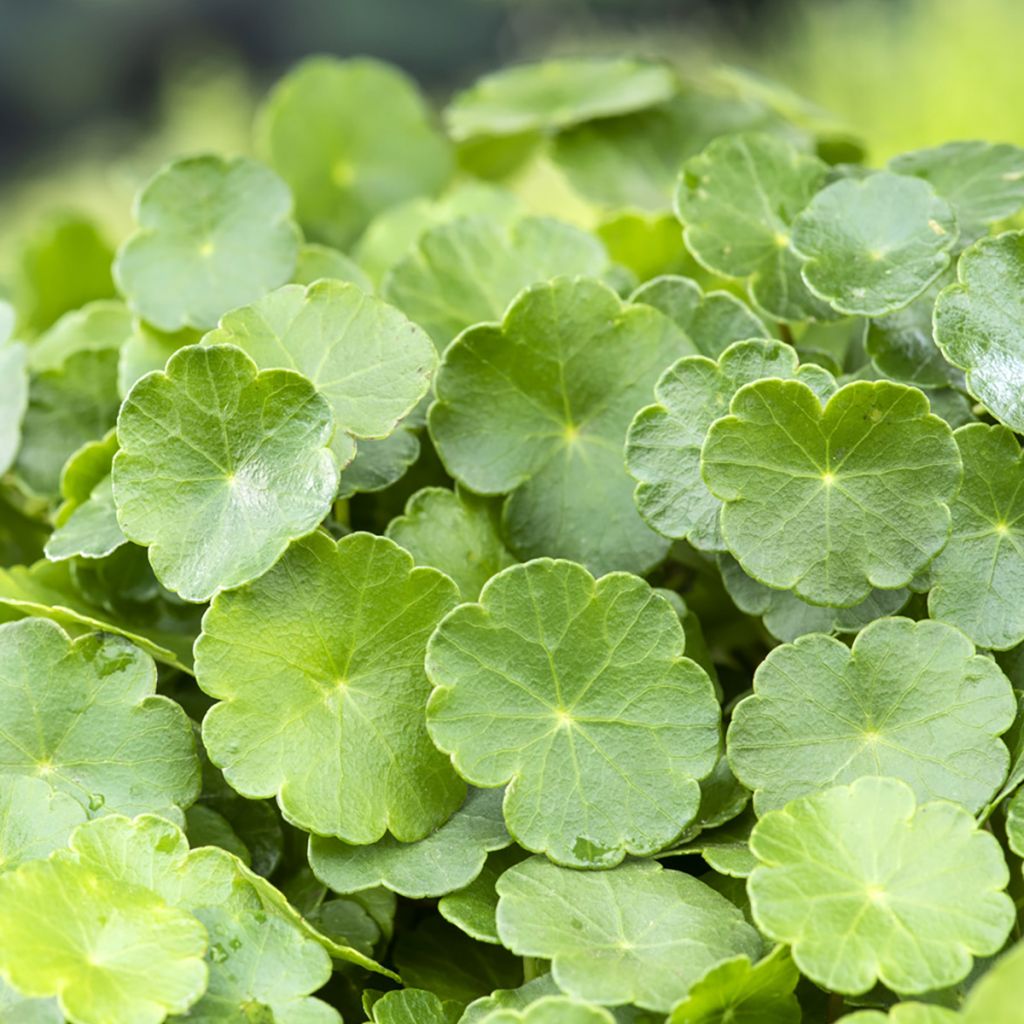 Hydrocotyle vulgaris - Wassernabel