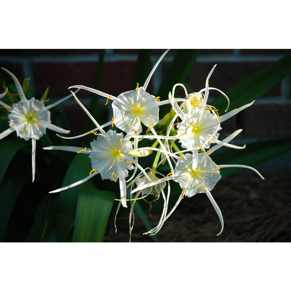 Hymenocallis festalis White - Schönhäutchen