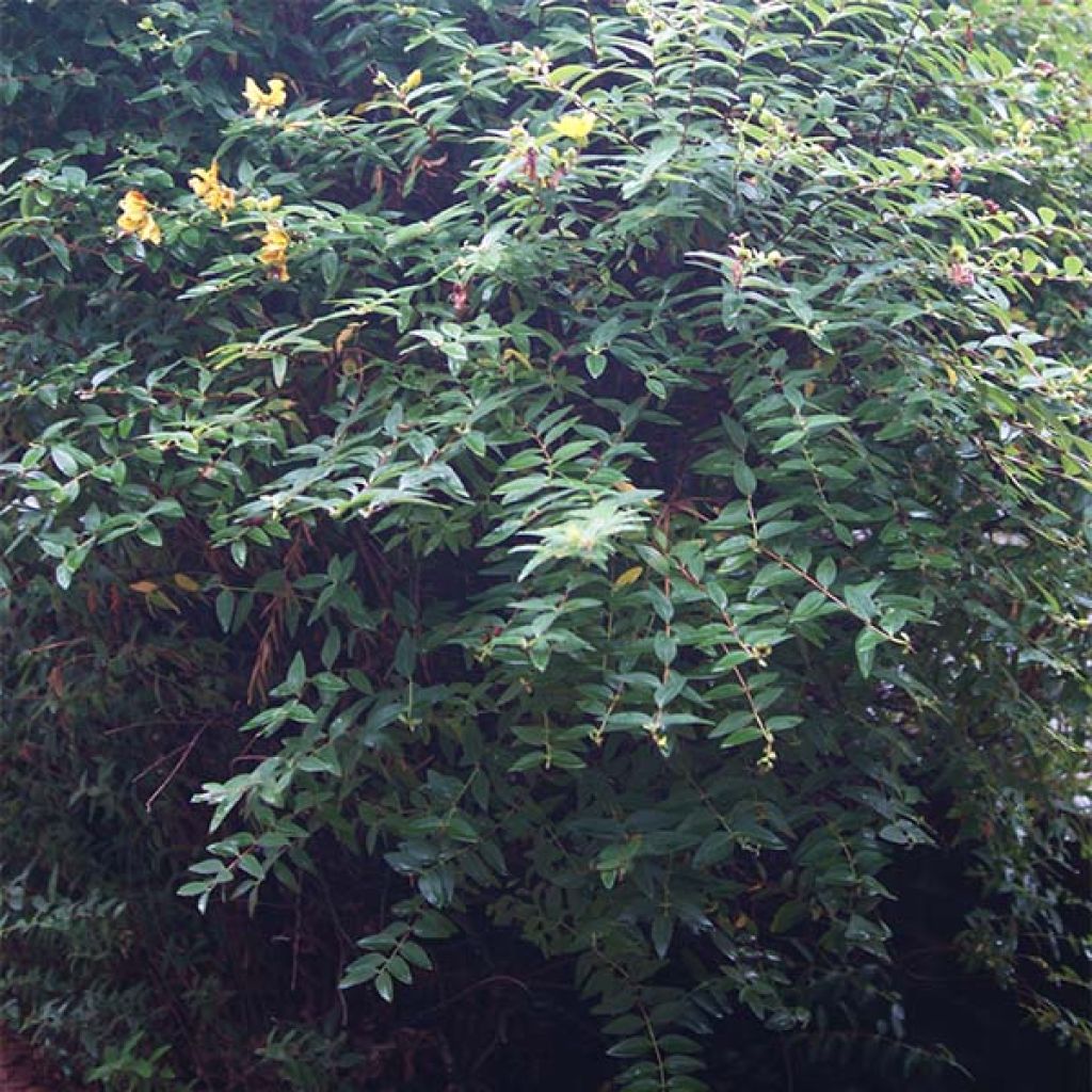 Hypericum calycinum - Kelchiges Johanniskraut