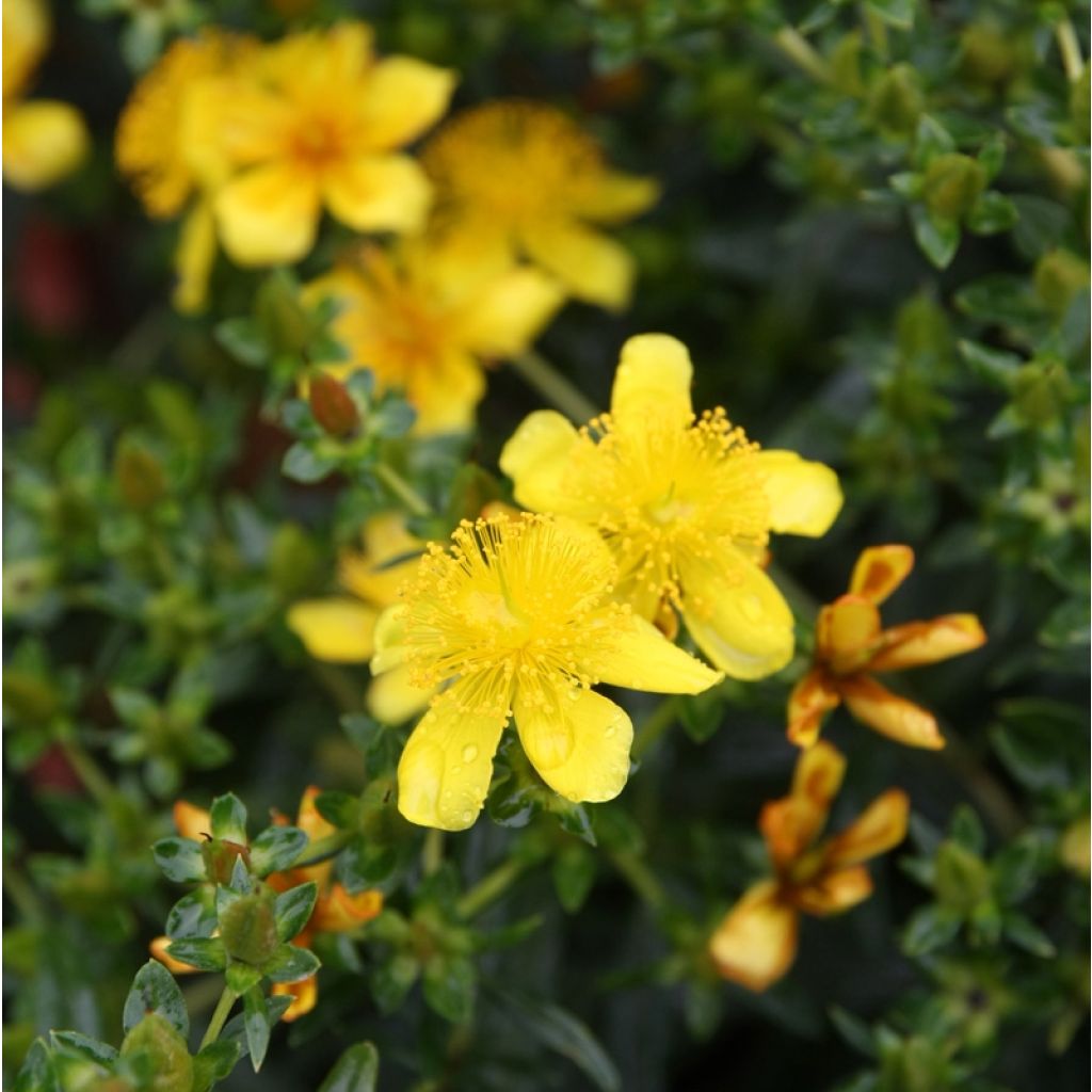 Hypericum kalmianum Gemo - Johanniskraut