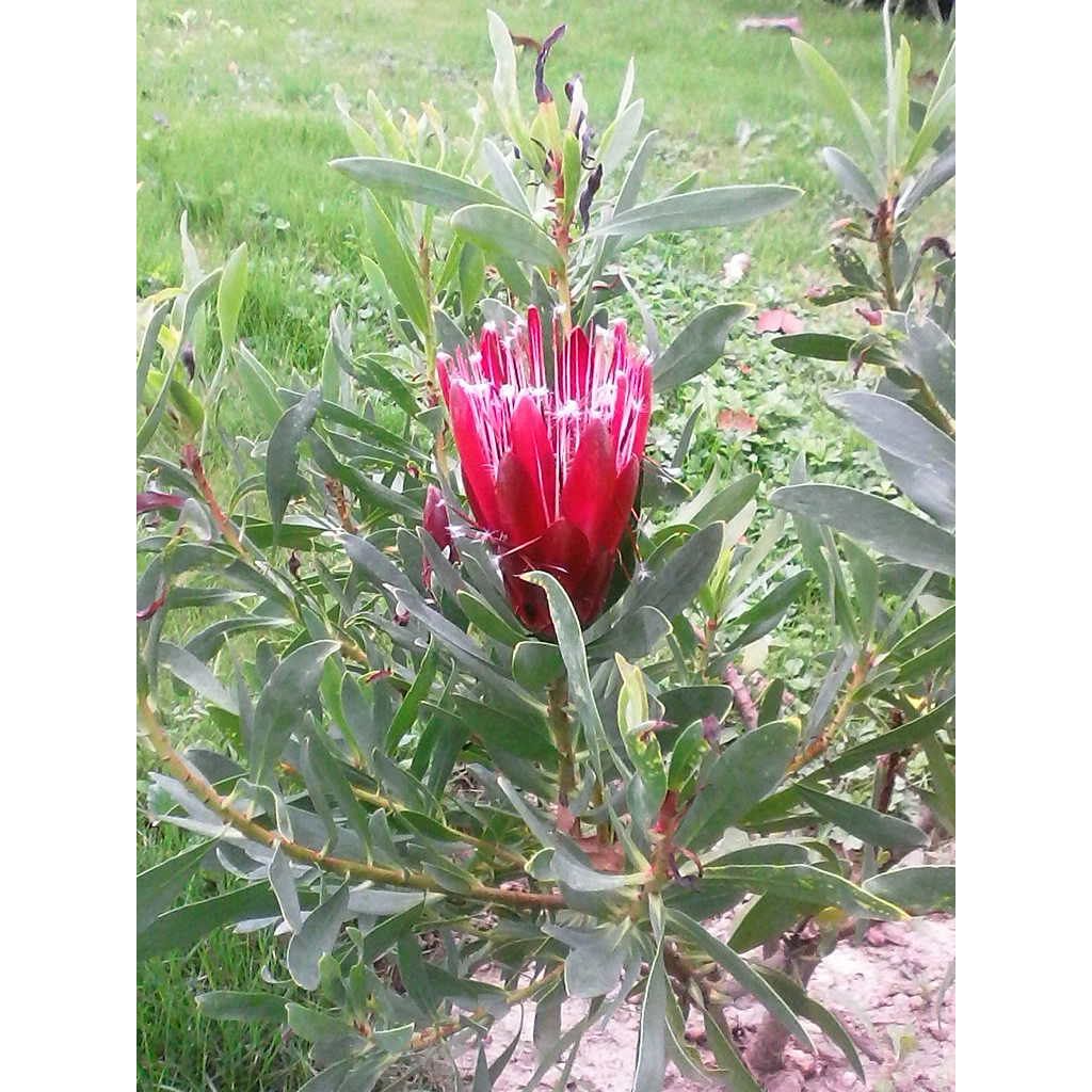 Protea Clark's Red