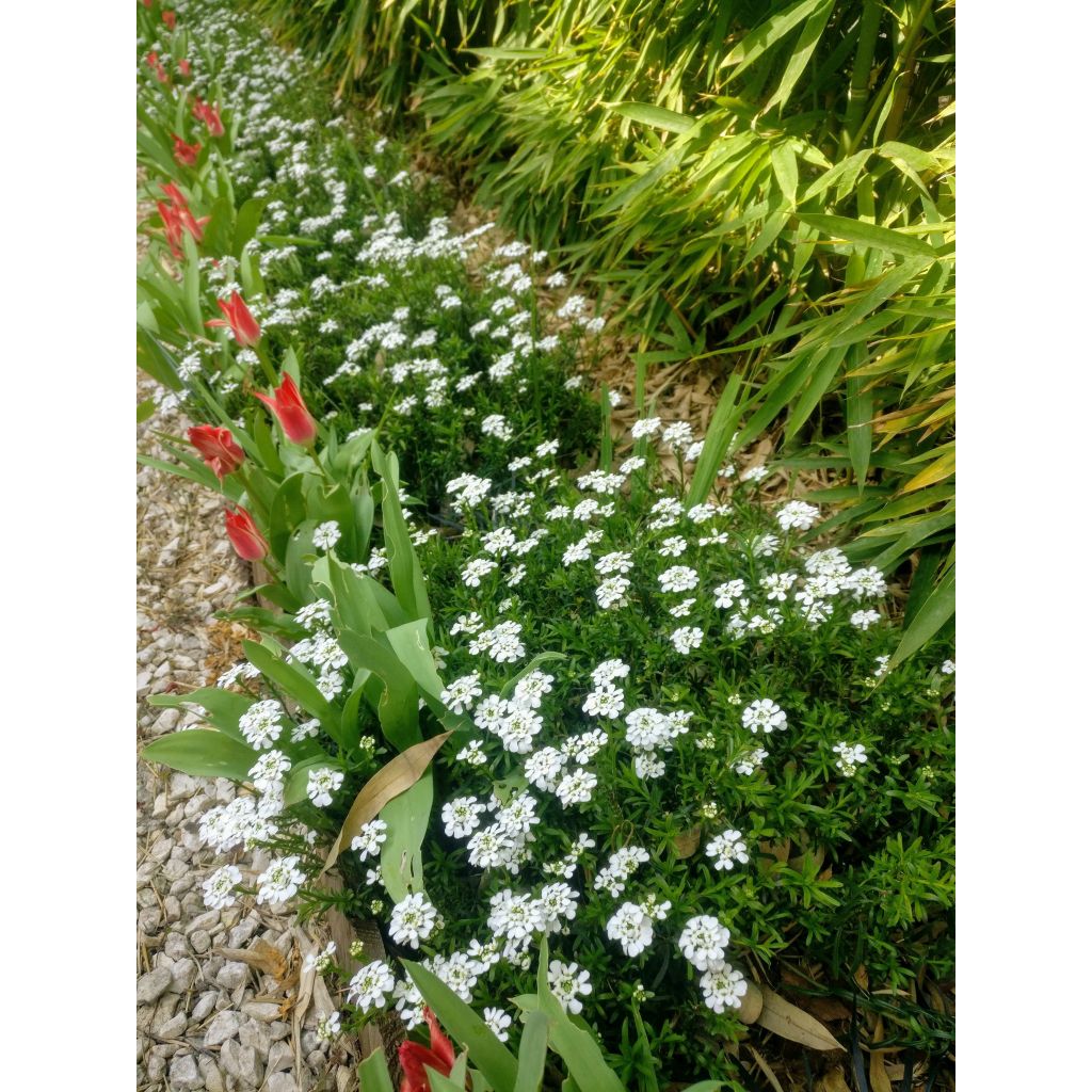 Iberis sempervirens Weisser Zwerg - Immergrüne Schleifenblume