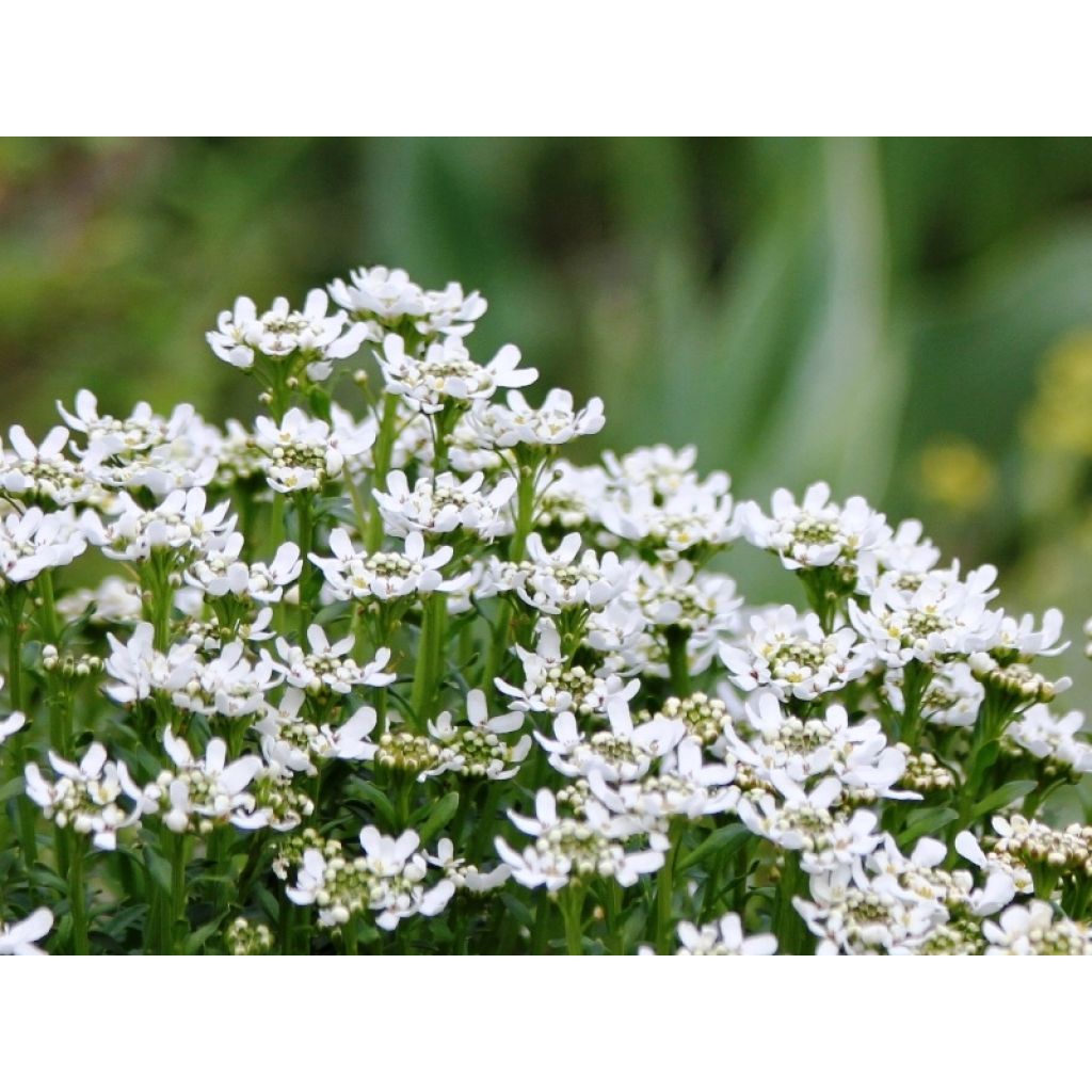 Iberis sempervirens Weisser Zwerg - Immergrüne Schleifenblume