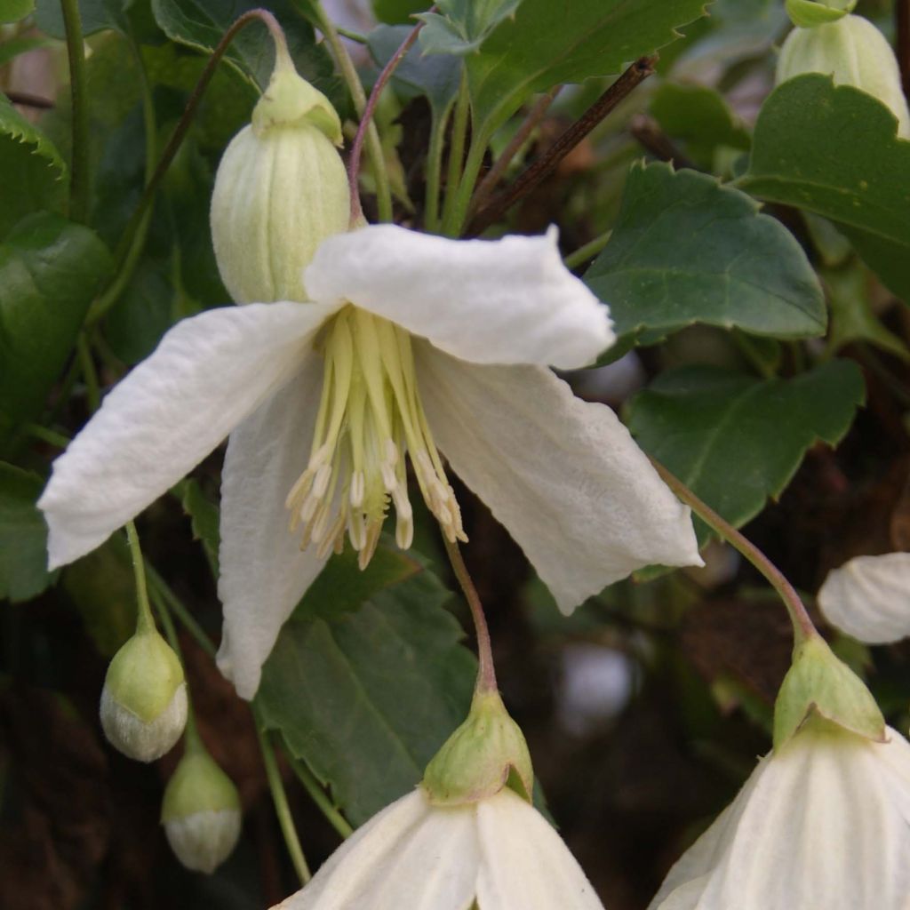 Clematis cirrhosa Jingle Bells - Waldrebe