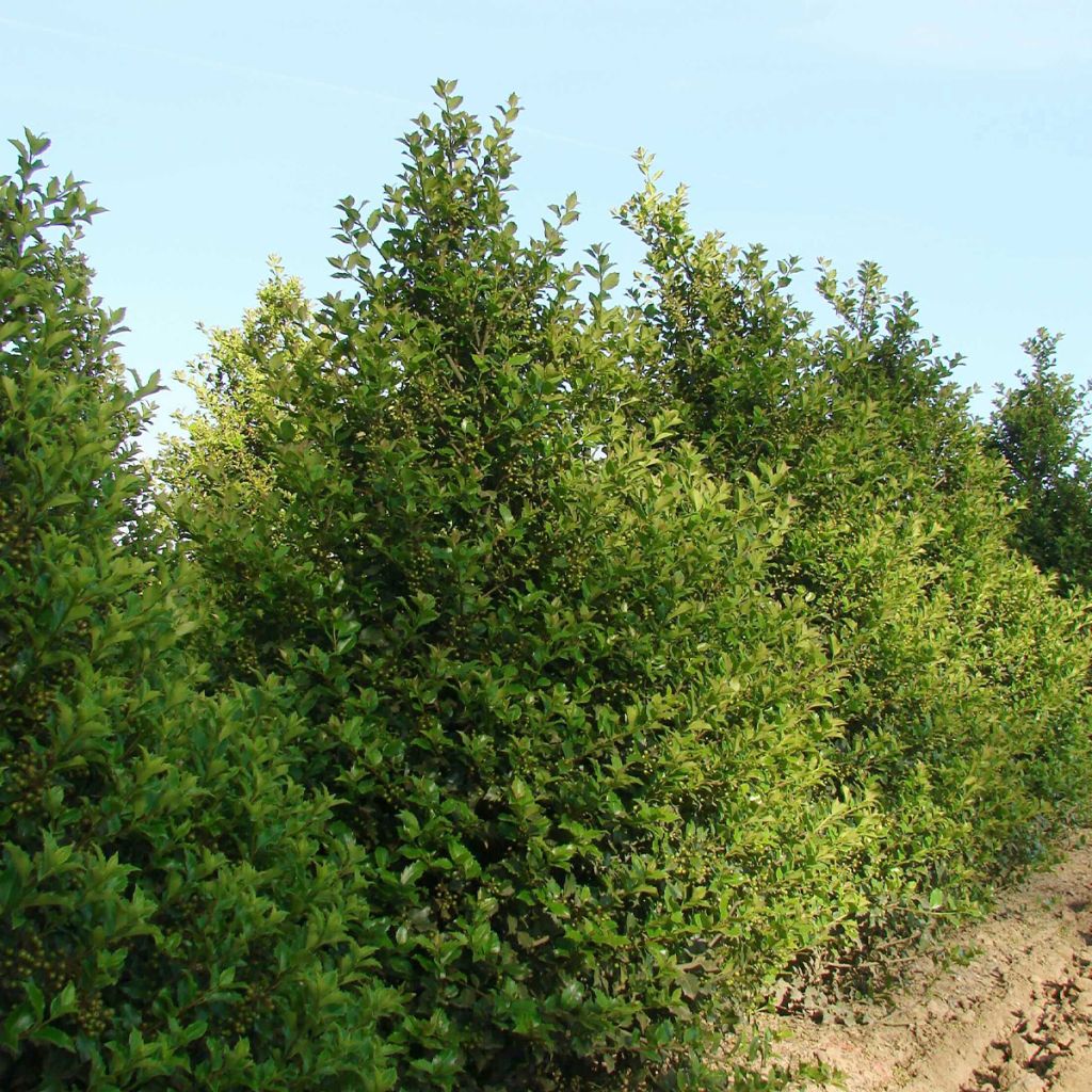 Houx américain - Ilex meserveae Heckenstar