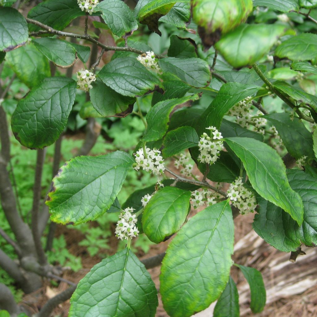 Ilex verticillata Maryland Beauty