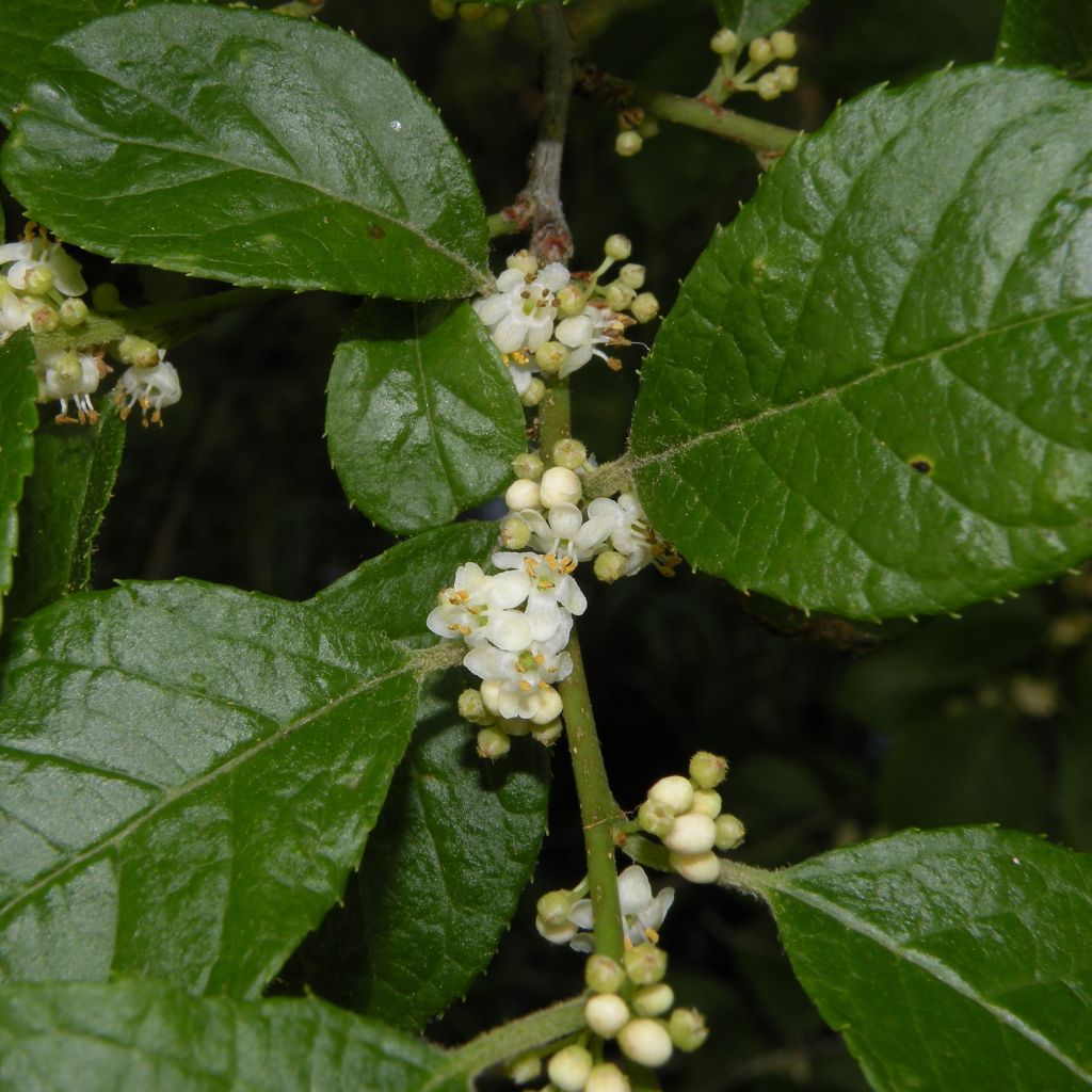 Ilex verticillata Southern Gentleman