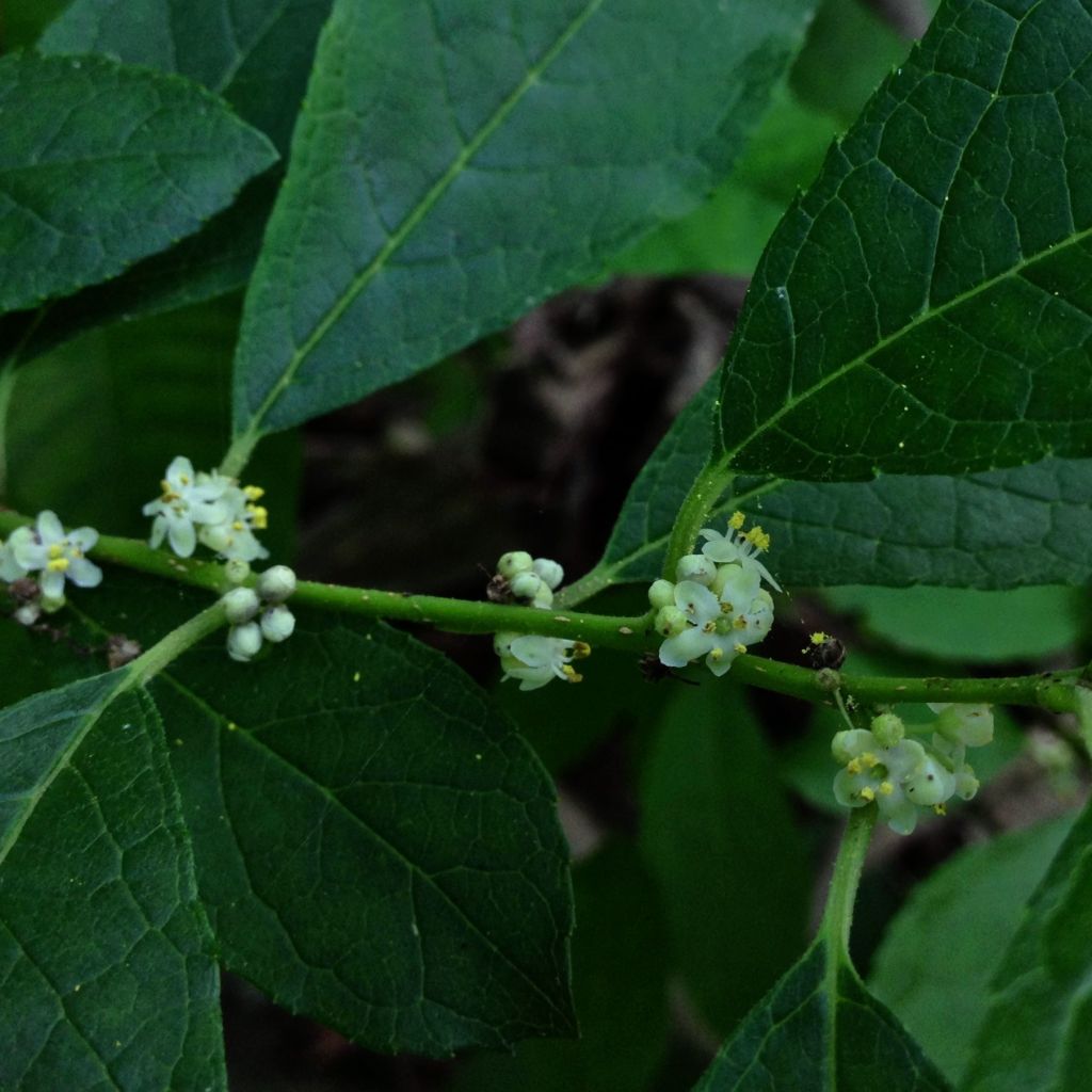 Ilex verticillata Southern Gentleman