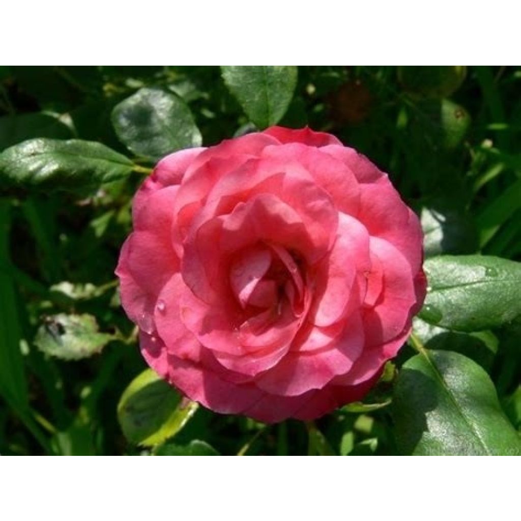 Rosa Patte de Velours - Polyantha-Rose