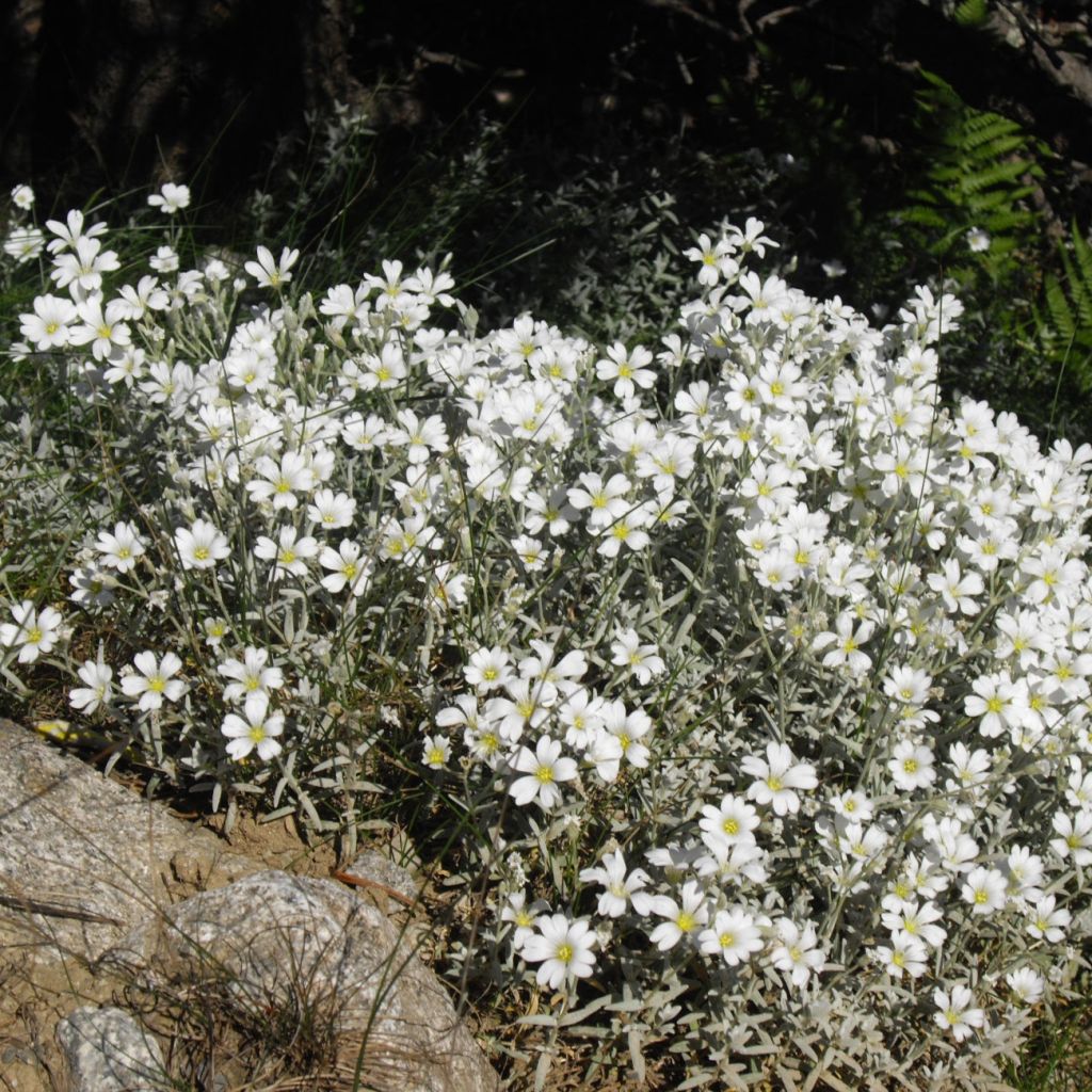 Cerastium tomentosum Yo Yo - Filziges Hornkraut