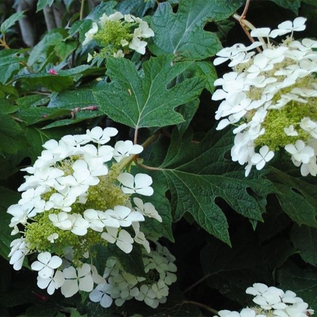 Eichenblatt-Hortensie Sike's Dwarf - Hydrangea quercifolia