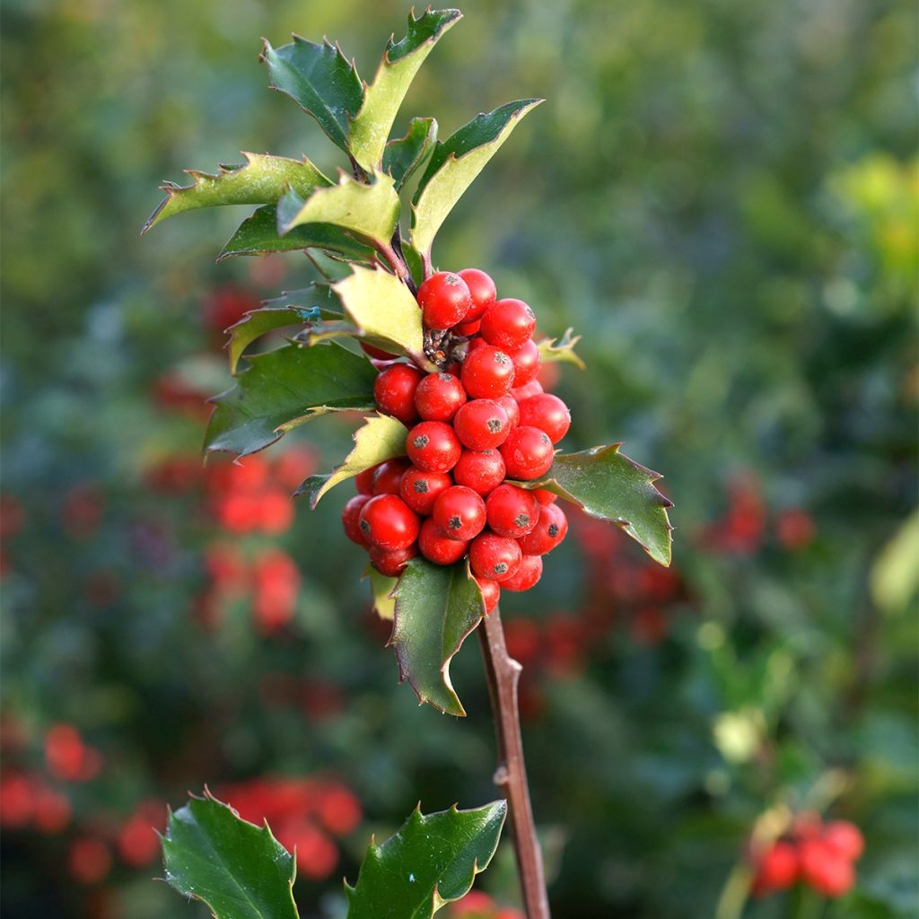 Stechpalme Mesid - Ilex meserveae