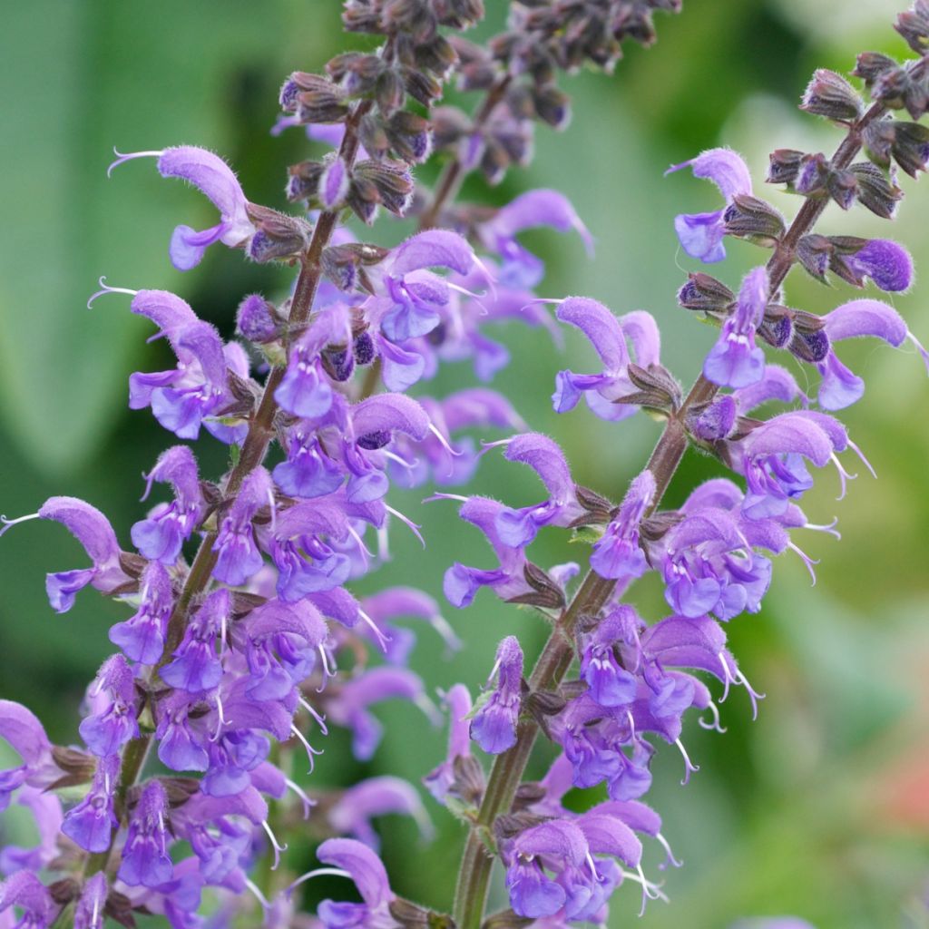 Salvia sylvestris Rhapsody in Blue - Steppen-Salbei