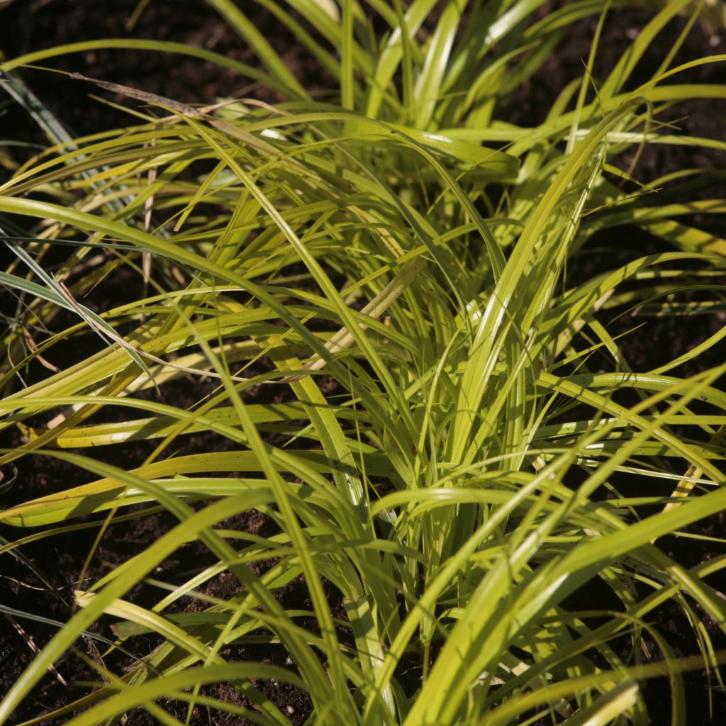 Carex oshimensis Everillo - Oshima-Segge