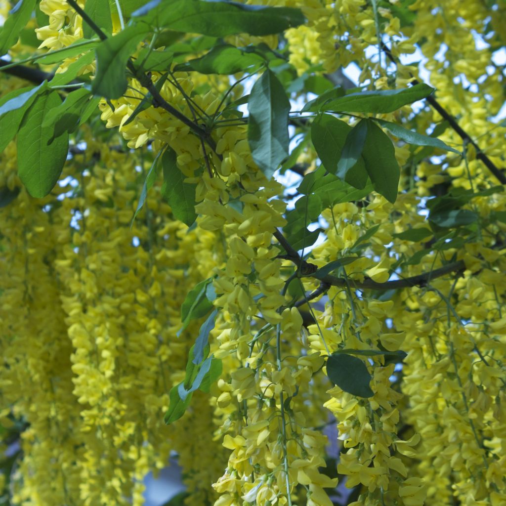 Laburnum anagyroides - Gewöhnlicher Goldregen