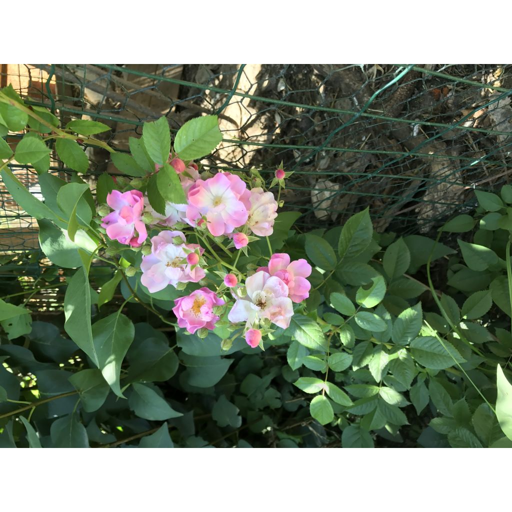 Rosa multiflora Blush Rambler - Rambler-Rose