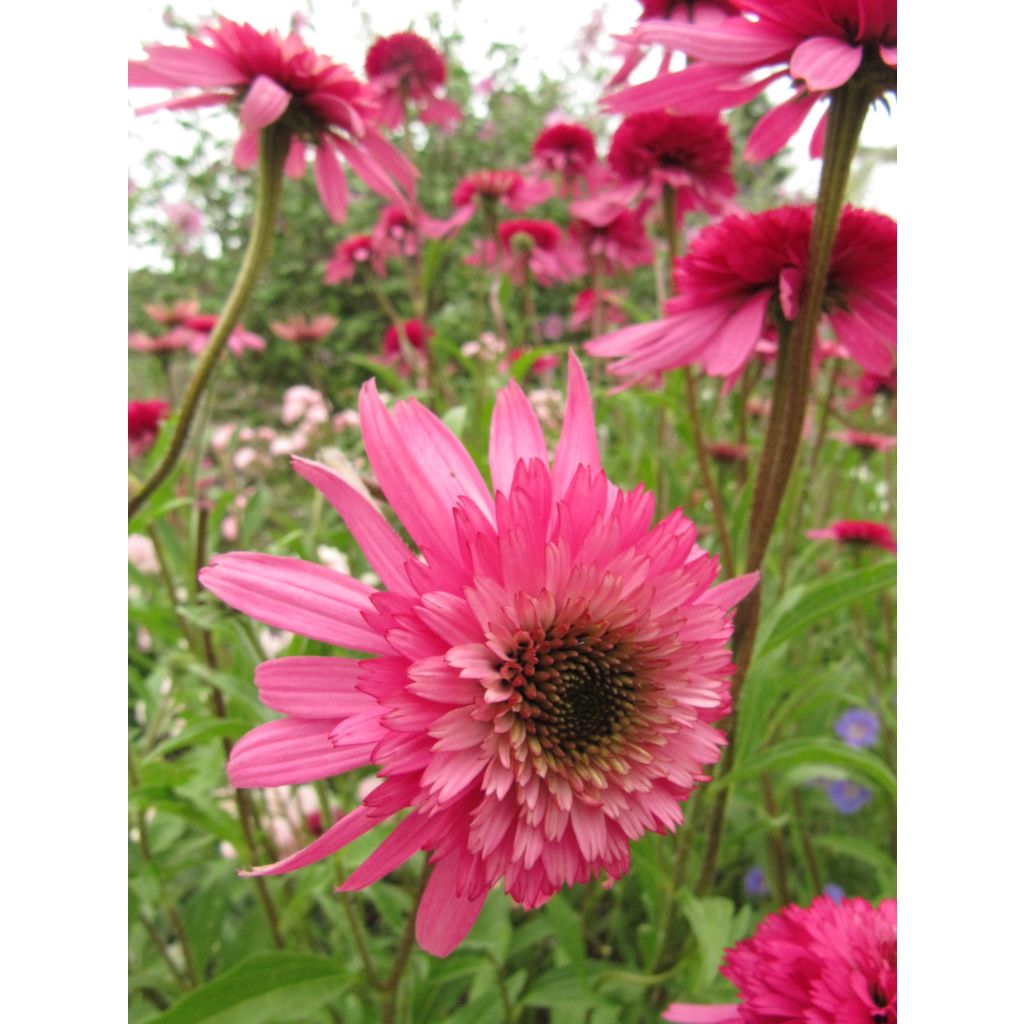 Echinacea purpurea Southern Belle - Sonnenhut