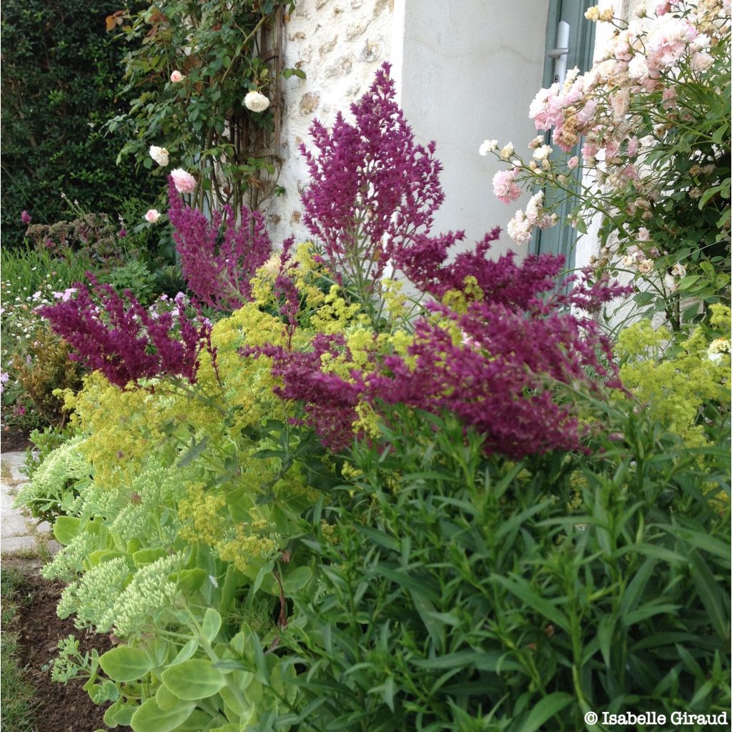 Salvia nemorosa Schwellenburg - Steppen-Salbei