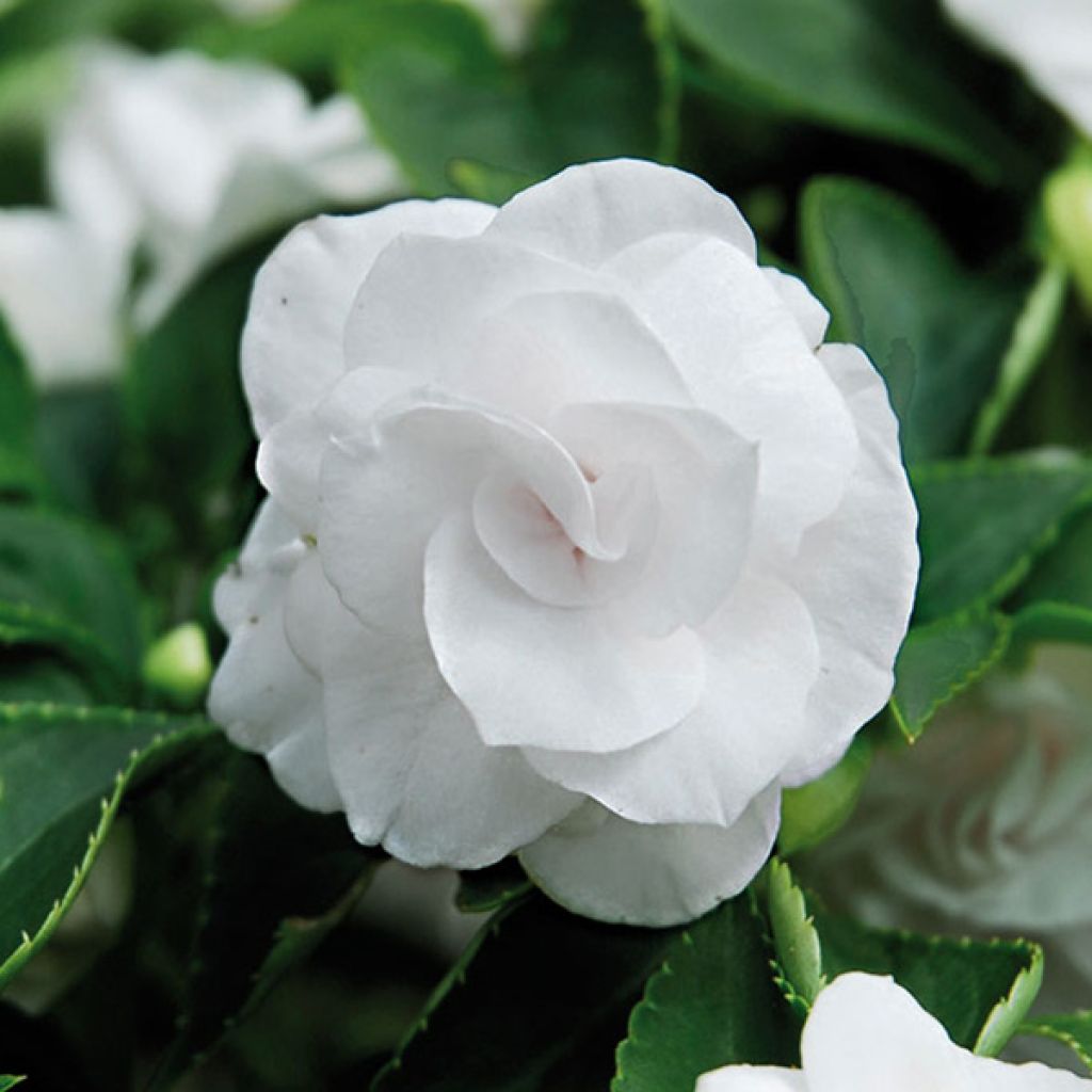 Fleißige Lieschen Double Walleriana blanc - Impatiens