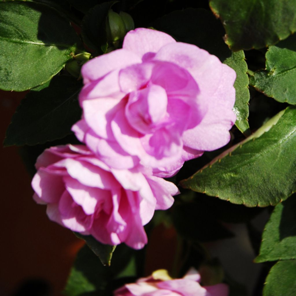 Fleißige Lieschen Double Walleriana rose - Impatiens