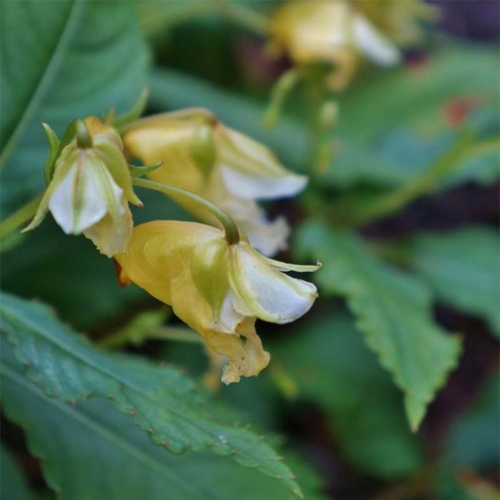 Impatiens omeiana Ice Storm - Springkraut