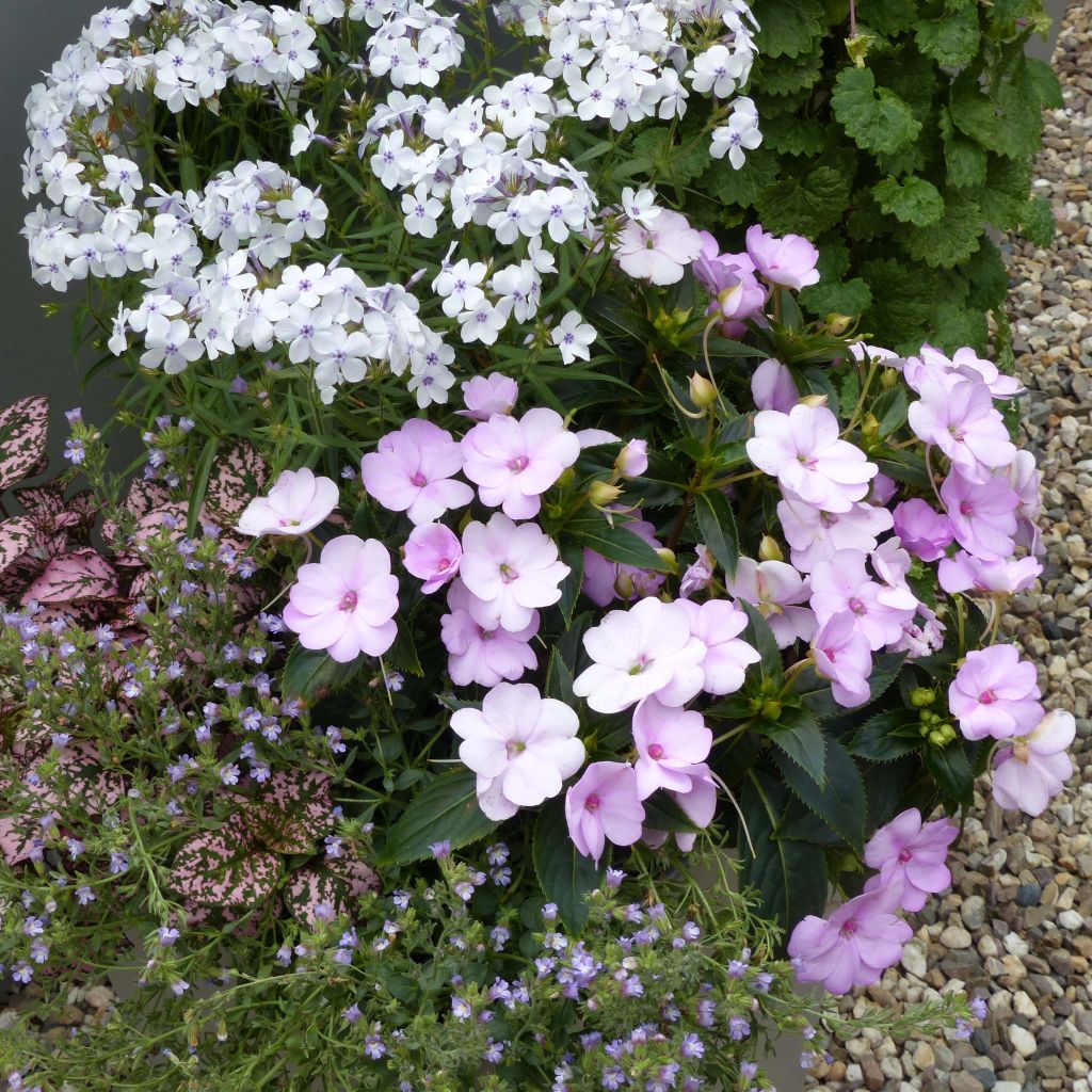 Sonnenlieschen Sunpatiens Compact Orchid Blush - Impatiens