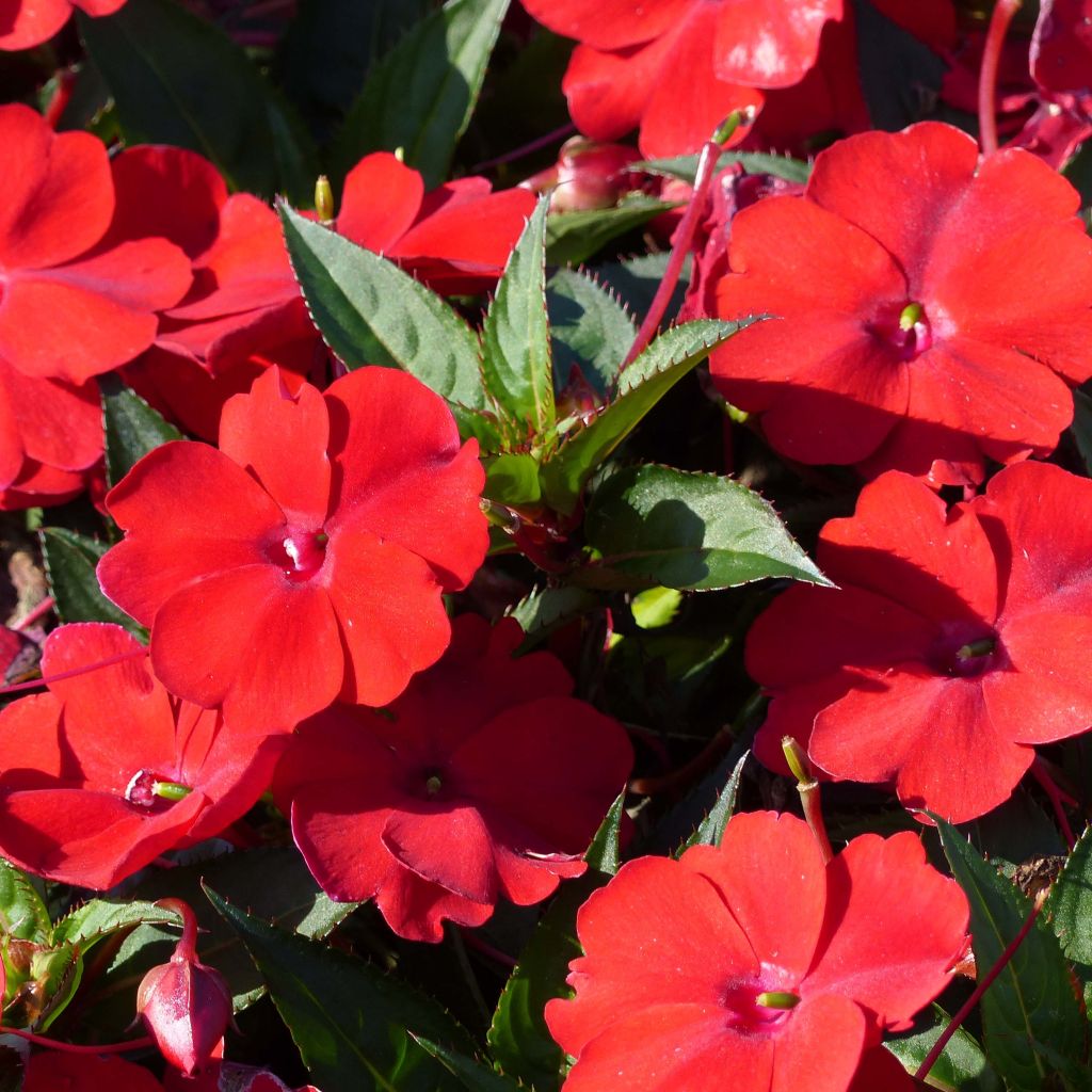 Sonnenlieschen Sunpatiens Compact Red - Impatiens