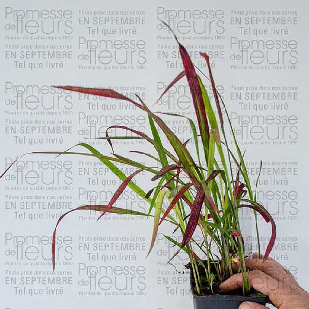 Imperata cylindrica Red Baron - Alang-Alang-Gras