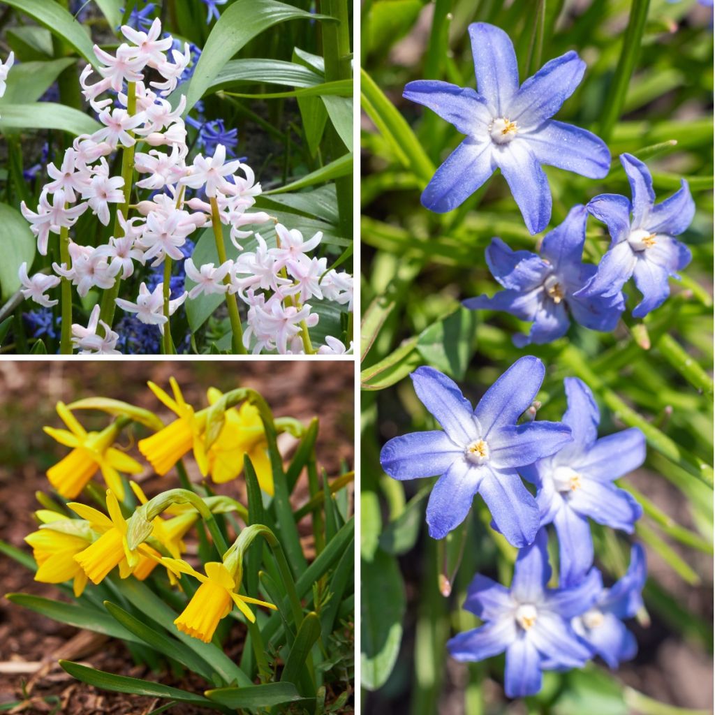 Inspiration für kleine Frühlingszwiebeln mit kontrastierender Blüte