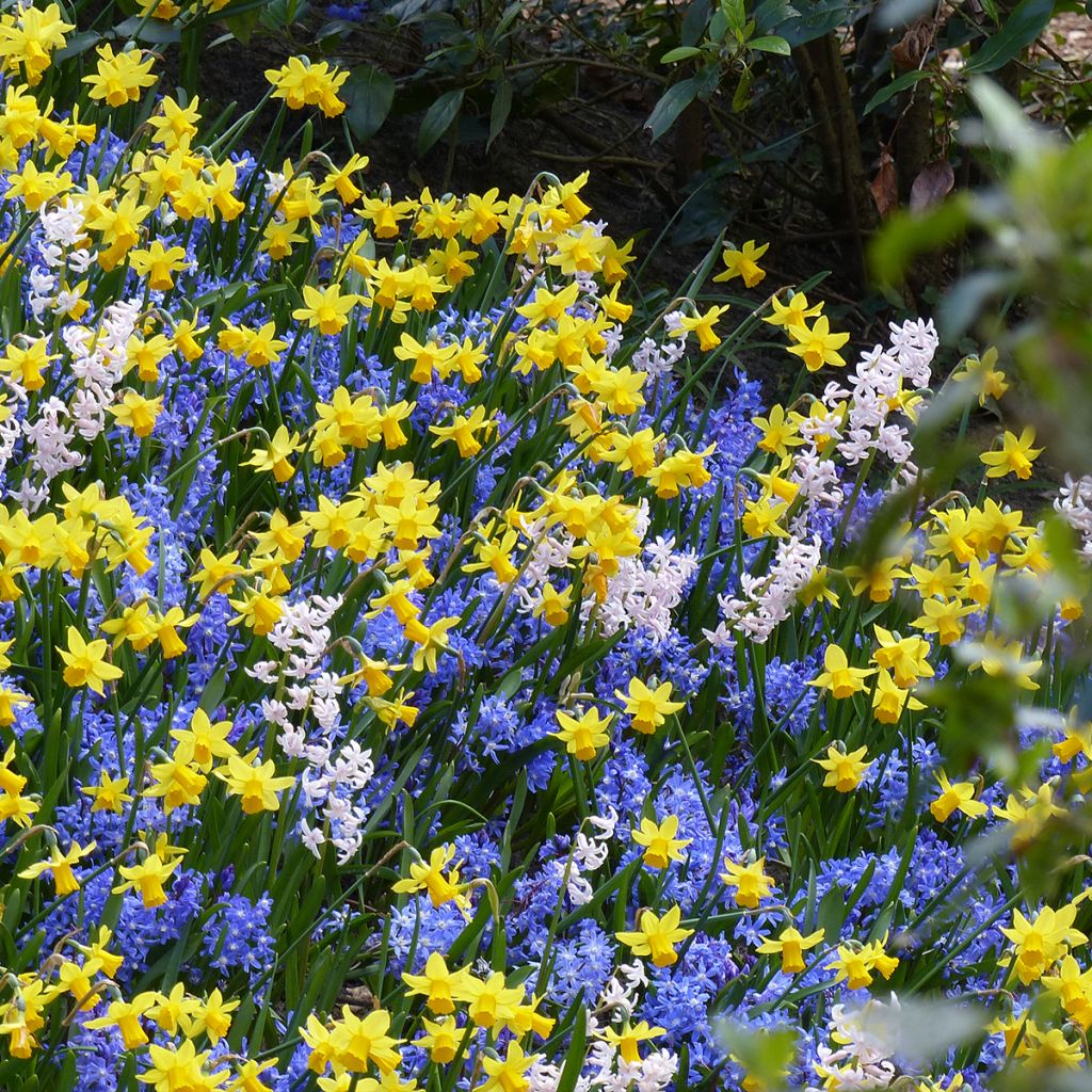 Inspiration für kleine Frühlingszwiebeln mit kontrastierender Blüte