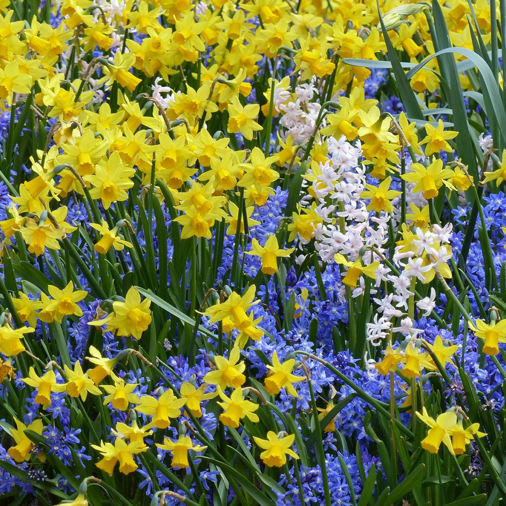 Inspiration für kleine Frühlingszwiebeln mit kontrastierender Blüte