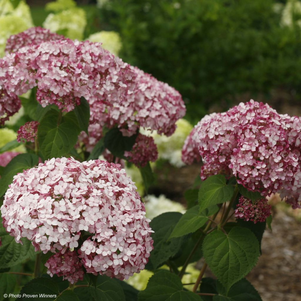 Ballhortensie Sweet Annabelle - Hydrangea arborescens