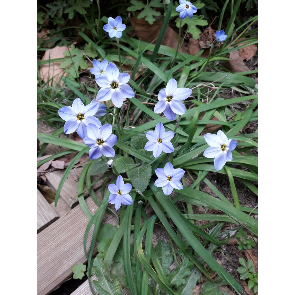 Ipheion uniflorum Rolf Fiedler - Frühlingsstern