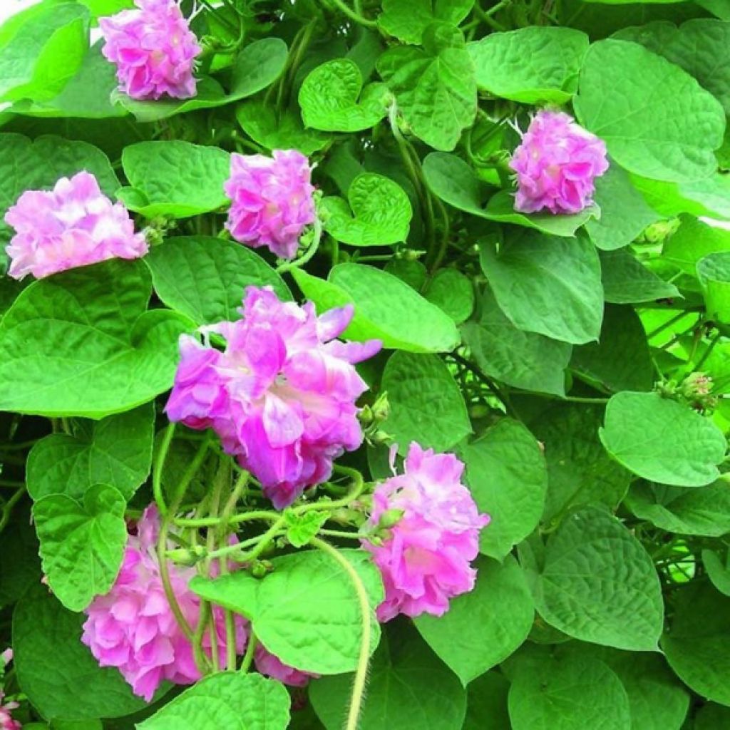 Ipomoea rubrocaerulea Rosa Volant (Samen) - Prunkwinde