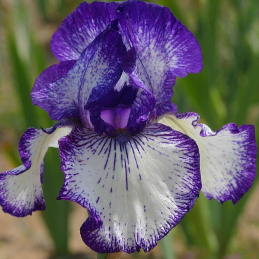 Iris germanica Art Déco - Iris des Jardins