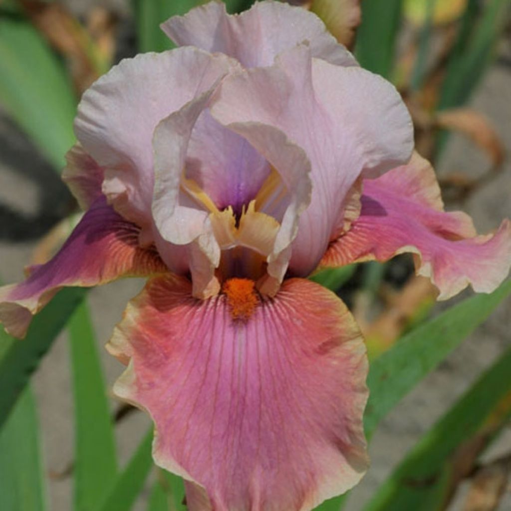 Iris Cameo wine - Schwertlilie